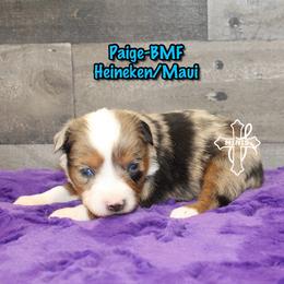 Paige - Blue merle female Miniature American Shepherd puppy in Elgin, Oregon from Cross L Miniature American Shepherds