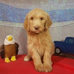 Glory - Labradoodle puppy from Oodles of poodles and doodles