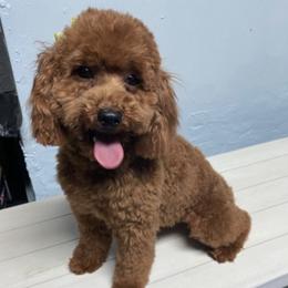 Poodles from Toy Poodles 305