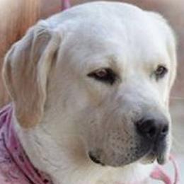 Labrador Retrievers from Country Grace