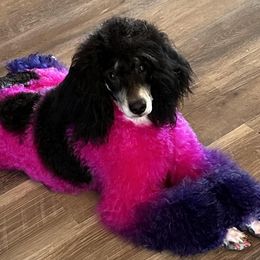 Golden Retrievers from ERSA Acres Golden Retrievers...limited registration only offered