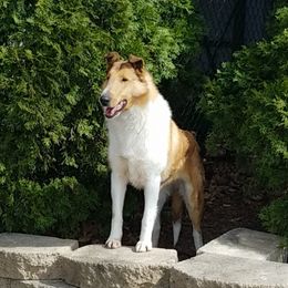 Nova - Collie