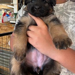 Pink Diamond Collar (was Brown girl) - Black and red female German Shepherd puppy in Puyallup, Washington from Majestic Royal German Shepherd’s