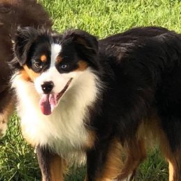 Moonie - Miniature Australian Shepherd