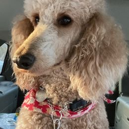 Poodles from Bellewynd Standard  Poodles