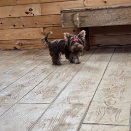 Elsa - Yorkshire Terrier