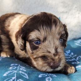 Winnie - Red merle female Aussiedoodle puppy in Ennis, Texas from God’s Little Aussies