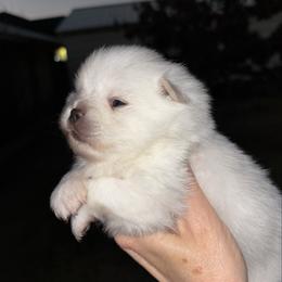 Cashmere - White male Pomeranian puppy in Odessa, Texas from Cherry's Poms