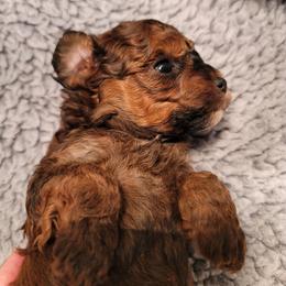 Sable boy - Sable male Poodle puppy in Vinemont, Alabama from RottenDog's Poodles