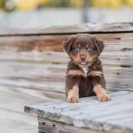 Dale - Red tri-color Australian Shepherd puppy in Nashville, North Carolina from Ethan's Aussies