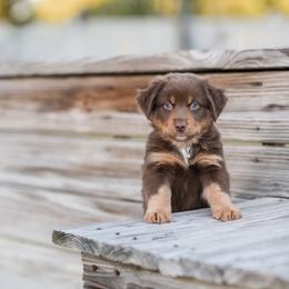 Dale - Red tri-color Australian Shepherd puppy in Nashville, North Carolina from Ethan's Aussies