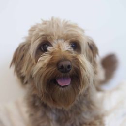 Rocky - Goldendoodle