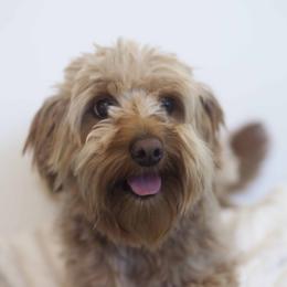 Rocky - Goldendoodle