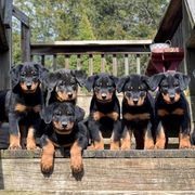 Beauceron Puppies from Fleur de Renard Beaucerons