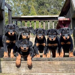 Beauceron Puppies from Fleur de Renard Beaucerons