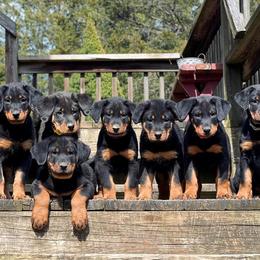 Beauceron Puppies from Fleur de Renard Beaucerons