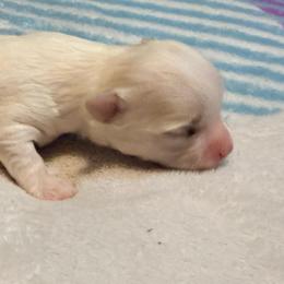 Gru - Cream male Chihuahua puppy in Seneca, Missouri from Stephanie’s Puppy Colony
