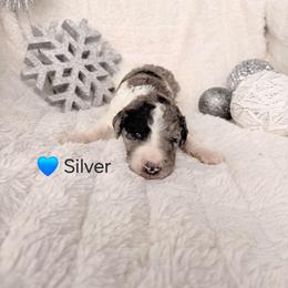 Silver - Parti male Poodle puppy in Osage Beach, Missouri from Pups Are Us