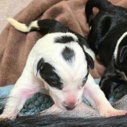 Puppy 7 Female - Black and white female Border Collie puppy in Danielsville, Georgia from MABorderCollies