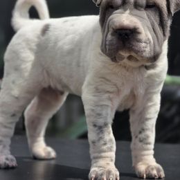 Ash - Blue male Chinese Shar-Pei puppy in Salem, Ohio from WrinkleMonsters