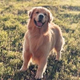 Golden Retriever puppies from R3 Sport Dogs (Rafter 3 Ranch)