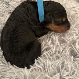 Blue - Black and tan male Airedale Terrier puppy in Huntersville, North Carolina from Cool Hand Luke Kennels