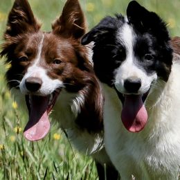 Border Collies from Vista Trails Border Collies