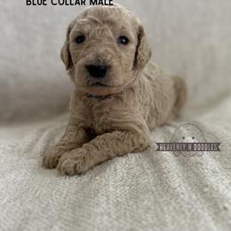 Finn - Cream male Goldendoodle puppy in Inez, Texas from Heavenly H Doodles