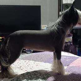 Chihuahuas, Chinese Cresteds, and Papillons from Fabulis Toys (Chinese Crested, Papillons, Chihuahuas)