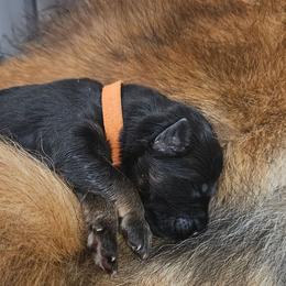 Orange collar - Black and red male German Shepherd puppy in Newaygo, Michigan from Sterley Shepherds