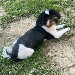 Paisley - Shih Tzu