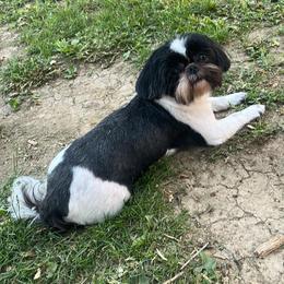 Paisley - Shih Tzu