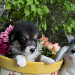 Beatrix - Black and tan female Pembroke Welsh Corgi puppy in Delray Beach, Florida from Holly's Pembroke Welsh Corgis