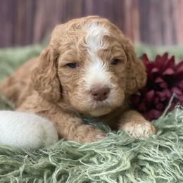 Goldendoodle Puppies from New Jersey Doodles