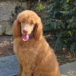 Mary - Apricot female Poodle puppy in Bauxite, Arkansas from Mountain Ridge Poodles