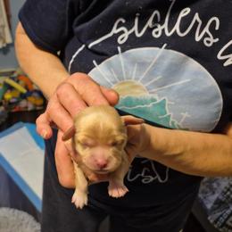 Girl 3 - Tan and white female Cavachon puppy in Ellenville, New York from Lindy’s Cavachons