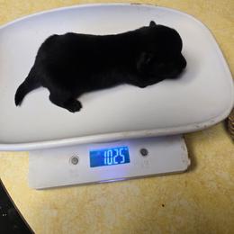 Huckleberry - Black female Schipperke puppy in Randsburg, California from Light's Family Farm & Schipperke Ranch