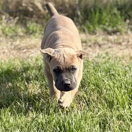 Flirt - Fawn female Cane Corso puppy in Briggs, Texas from Capital City Corso’s