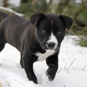 Diana - Black Carolina Dog puppy in Holly, Michigan from Full Circle Carolina Dogs