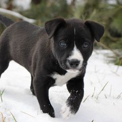 Diana - Black Carolina Dog puppy in Holly, Michigan from Full Circle Carolina Dogs
