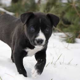 Diana - Black Carolina Dog puppy in Holly, Michigan from Full Circle Carolina Dogs