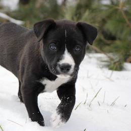 Diana - Black Carolina Dog puppy in Holly, Michigan from Full Circle Carolina Dogs