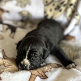 Cane Corso and Miniature Schnauzer Puppies from P1FamilyCanines