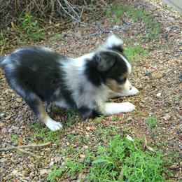 Blythe - Blue merle female Toy Australian Shepherd puppy in Snowflake, Arizona from Halfpint Aussies