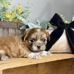 Girl 3 - Black gold and white female Shih Tzu puppy in Lexington, North Carolina from SCS Shih Tzus