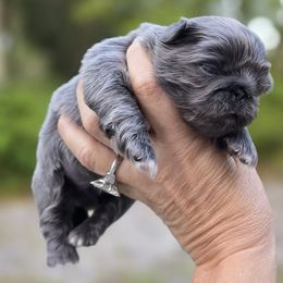 Blue boy - Gray male Pekingese puppy in Port Orange, Florida from Color Me Bad Pekingese