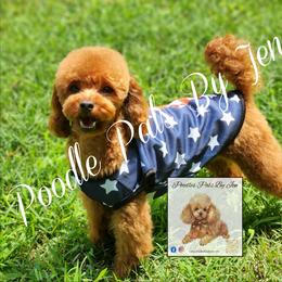 Denny - Poodle