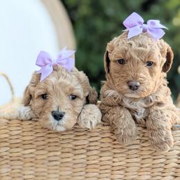 Aussiedoodle and Goldendoodle Puppies from Ever After Doodles Arizona
