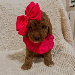 Blue Bonnet (Our Lone Star State litter) - Red  female Goldendoodle puppy in Hopkins County, Texas from Boutique Doodles