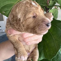Girl 3 - female Goldendoodle puppy in Gilbert, Arizona from DogHouse Doodles